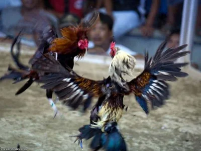 Sabong Live Derby Philippines Casino